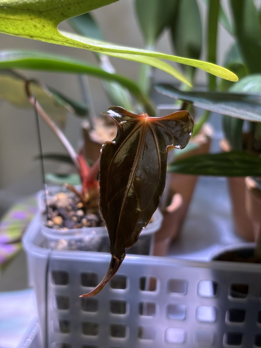 Nori / 2.28みどり座/3.8DeepJungle (@nori__plants) / Posts / X