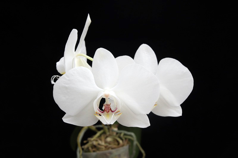 NK】 (@nknk81191345) / Posts / X