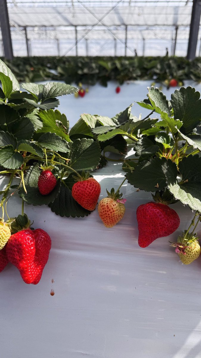 🍷🃏きゃん 彩花🃏🍷 tweet media