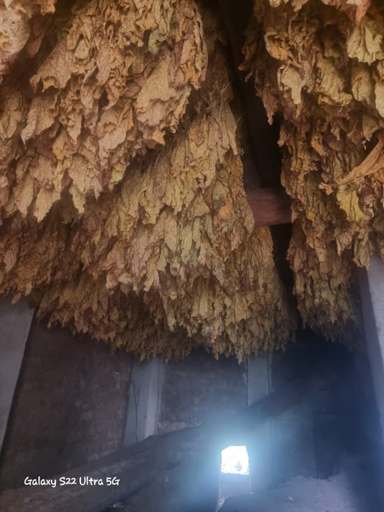 freshgate farm tweet media