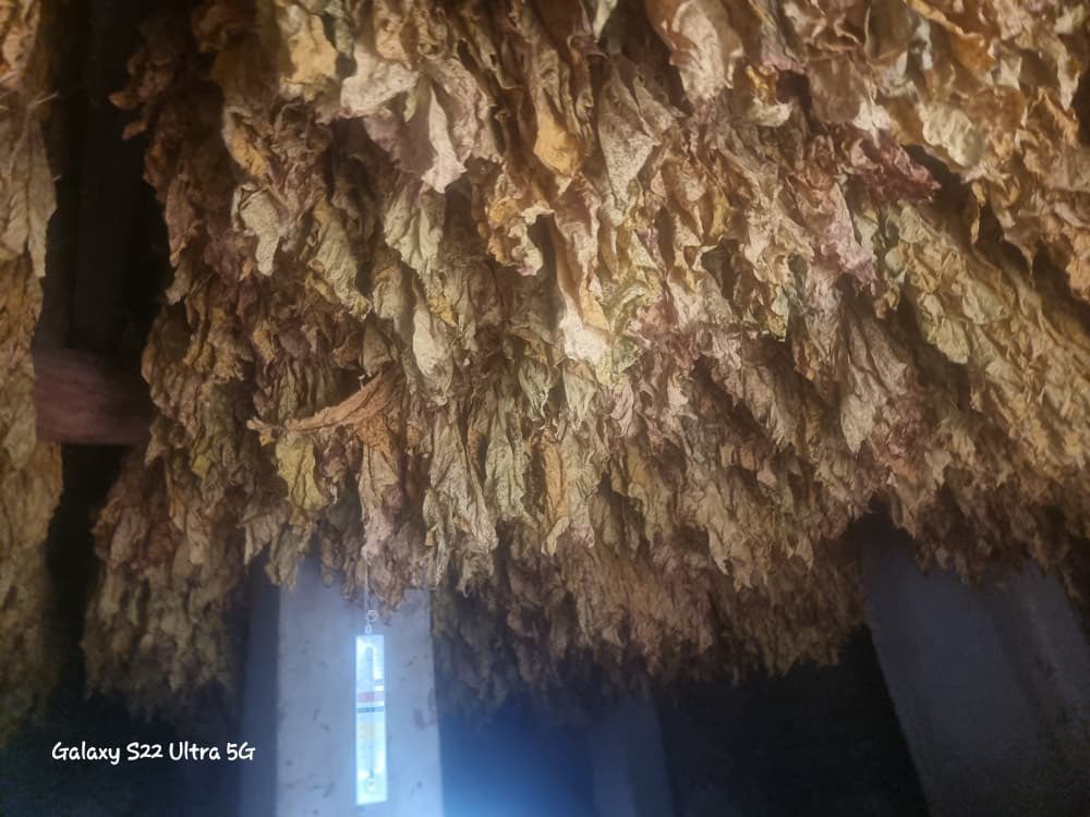 freshgate farm tweet media