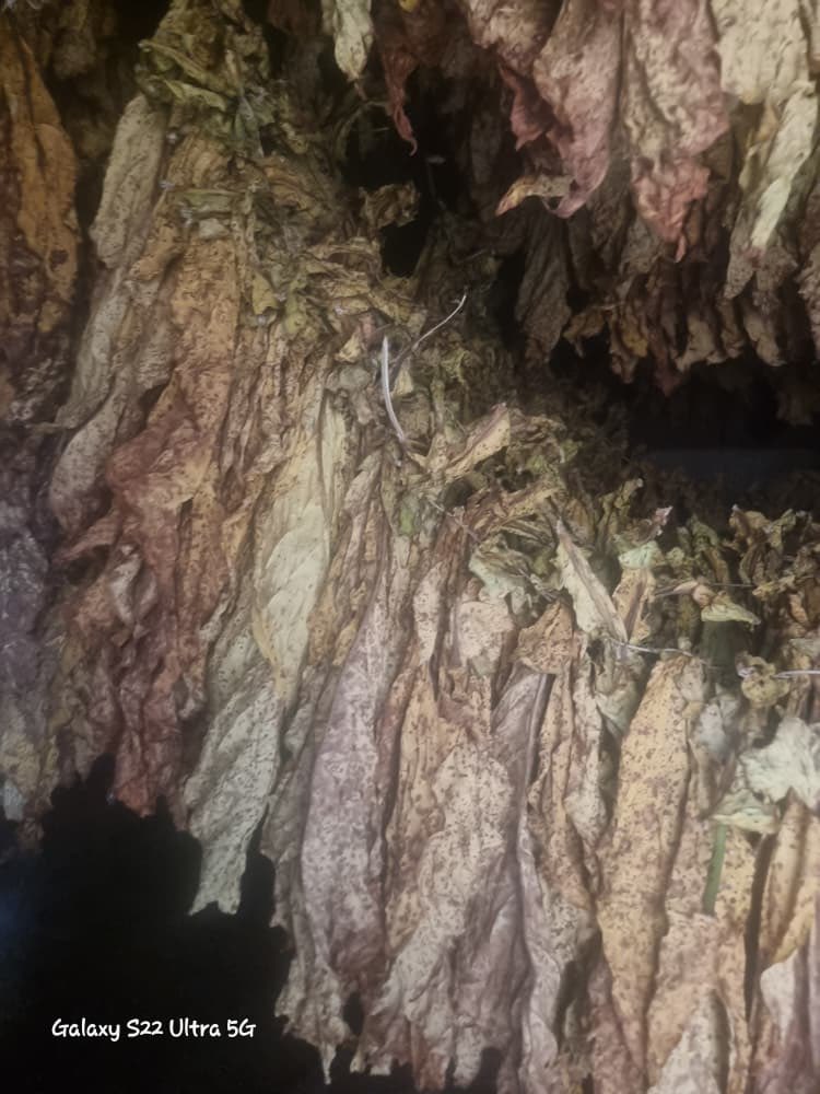 freshgate farm tweet media