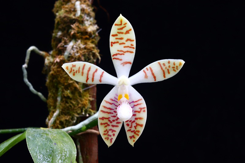 NK】 (@nknk81191345) / Posts / X