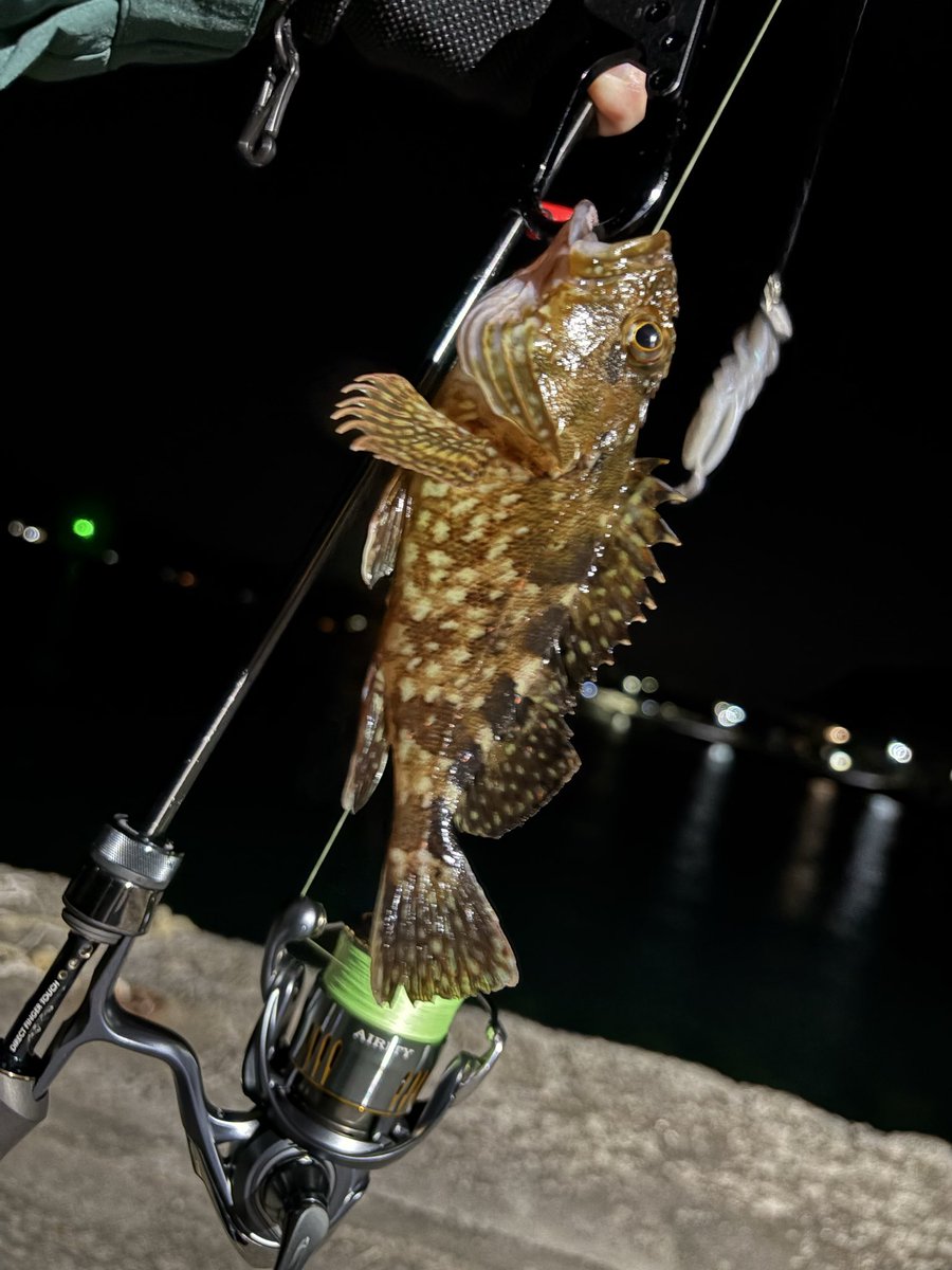 18_FANTASTICK's tweet photo. 昨日到着したG-TECさんのXrosSensitive XSS-67ST-Pro。強風の中、鱗付け完了(￣□￣v

中カサゴでも穂先からびゃんびゃん追従するから掛けた後も見ていて楽しい！
ジグ単、ネコリグ、ライト直リグ、スプリットで底をつつくのは問題なし！ https://t.co/GtPAsyV3MV