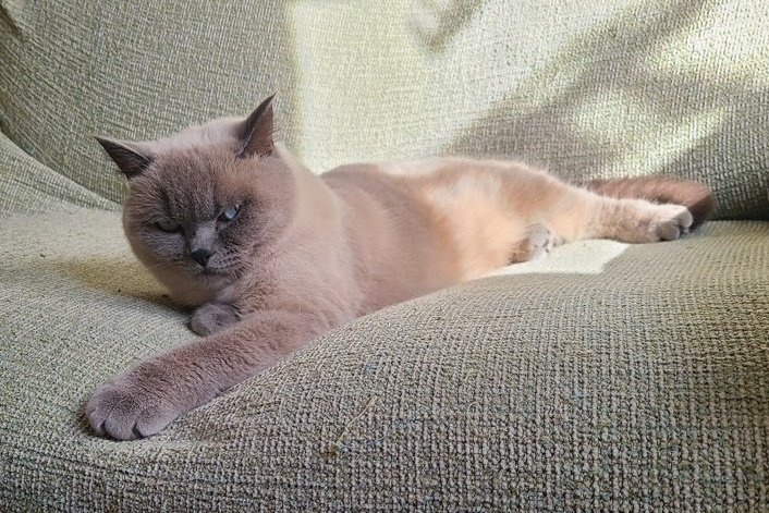 kyoooooooooo_'s tweet photo. 猫の悪い顔選手権

⚠女の子です

#猫の日 https://t.co/9JAVUWXWCv