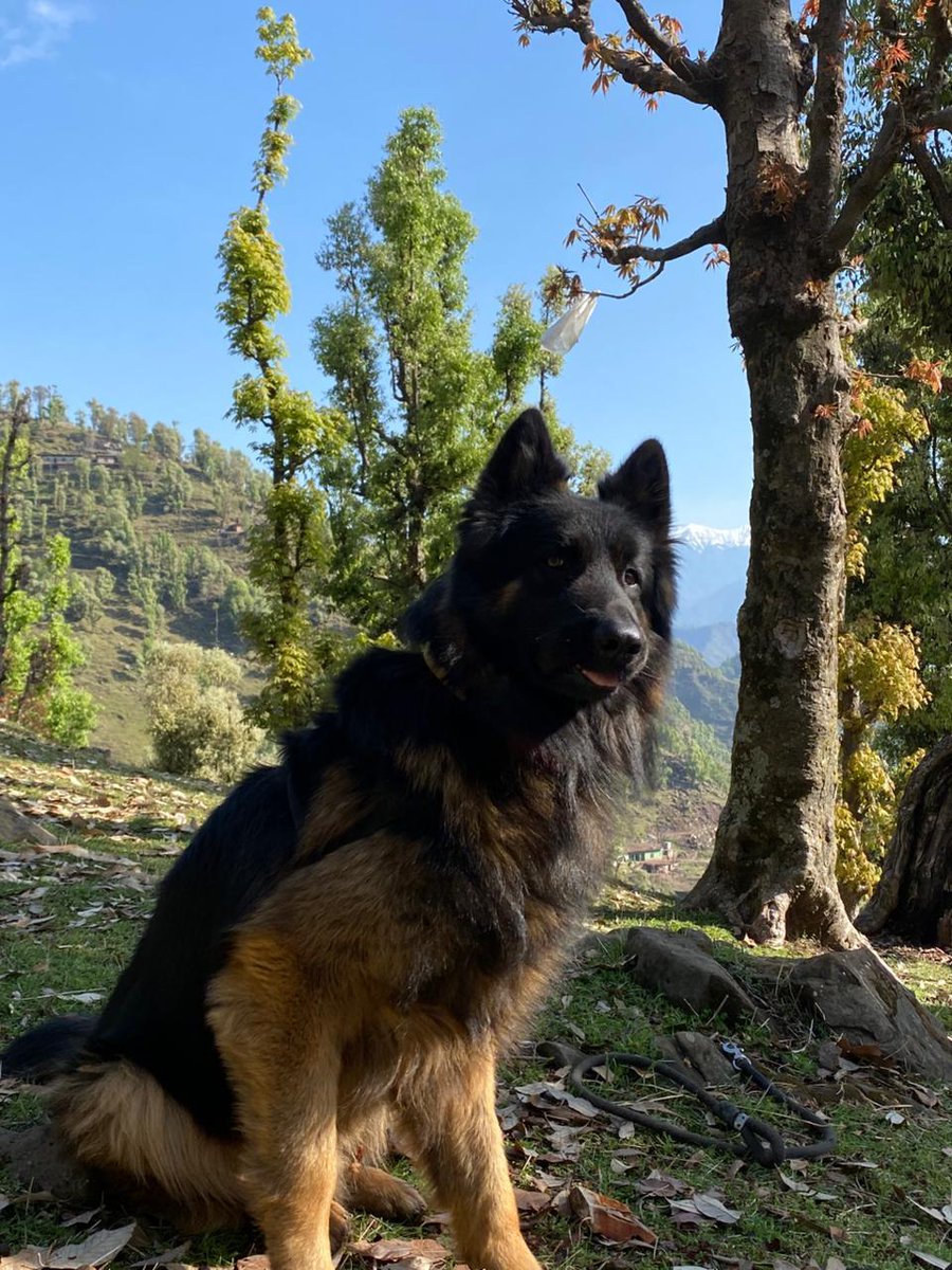 Meet 𝙏𝙎𝙔𝙊𝙉
2 PARA K9 | Sniffer Dog
• Led the search team in hostile terrain
• Took enemy fire, didn’t retreat
• Held position, enabled target location
• Airlifted by Indian Army post-operation in OPERATION TRASHI-I 
Courage has four legs. 🪖🐾🇮🇳
 
#IndianArmy #Pawer