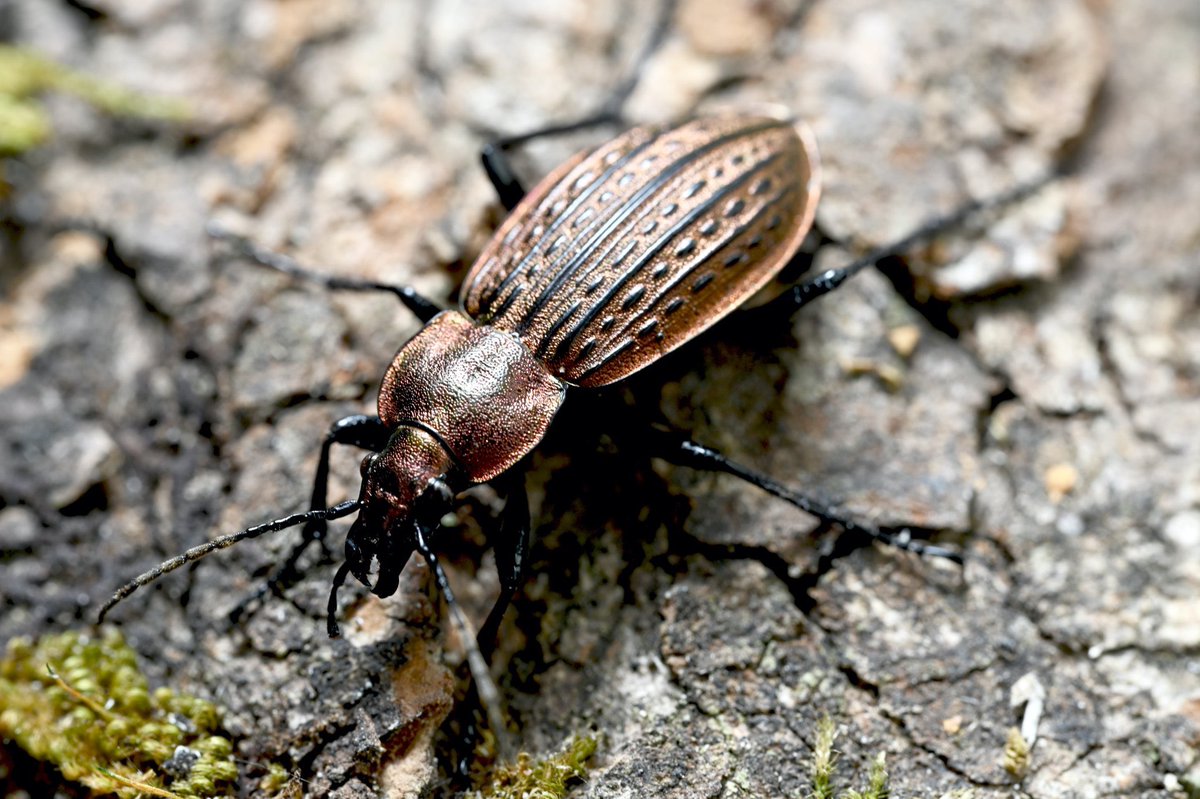 BUGS-DESIGN tweet media