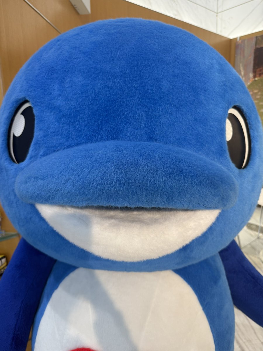 UMKテレビ宮崎のキャラクター ゆっぴー🐬♡ ゆぴさんと呼んでいます🙂‍↕️