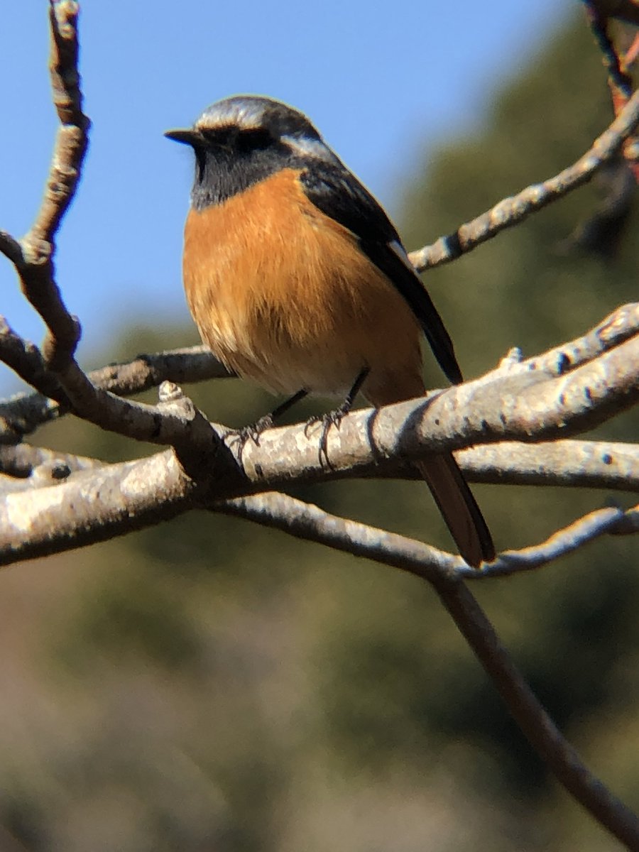 買い物に出かけたら住宅街にジョウビタキの雄！(写真は数年前公園で撮ったものです)