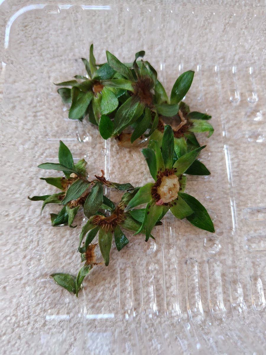 Blackcat_1002's tweet image. おはにゃ～ございます🐈‍⬛

あの…
食べちゃってもうないんだけど
いちご🍓のきらぴ香
すげー美味しかった🥰