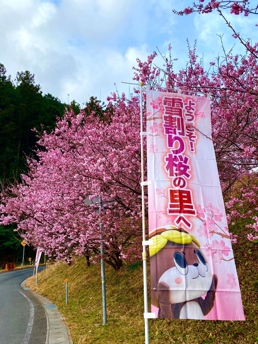レア 岩国基地 2017 桜 SAKURA 🌸雪割り桜 開花状況🌸 桑田山（そうだやま）もほんのりピンク色に