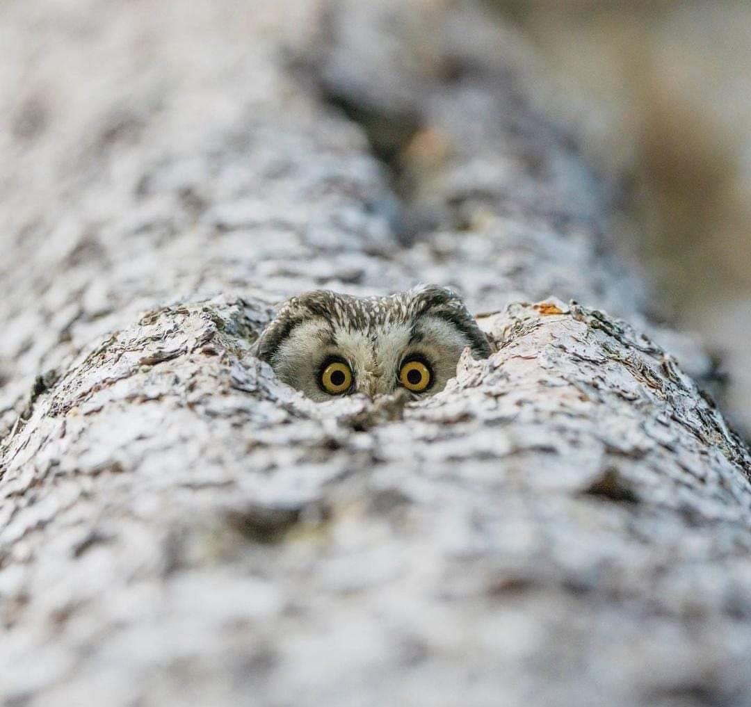 Owl Every Day (@owleveryday) on Twitter photo 