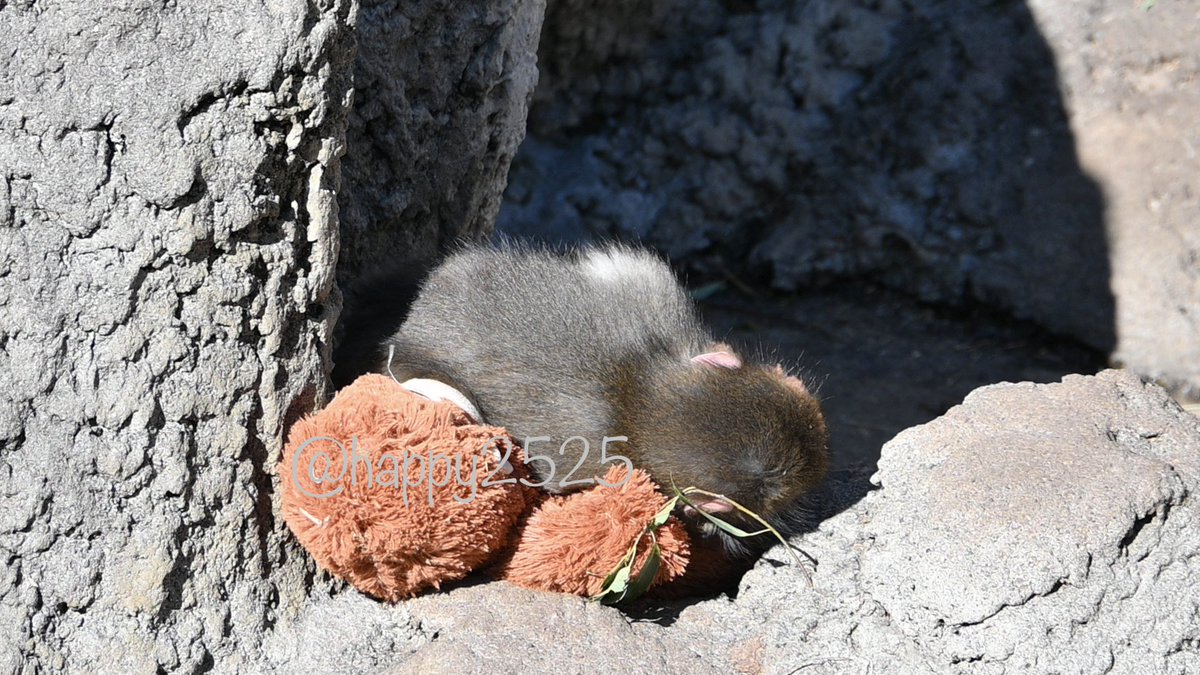 本日は休園日ですね。
明日から又よろしくお願いします🐒2026.2.20📷

#市川市動植物園 
#ニホンザル 
#がんばれパンチ