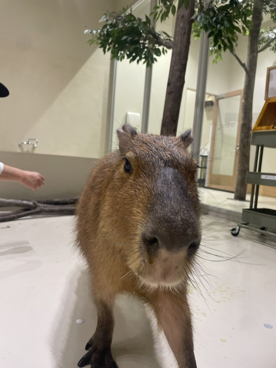 カピバラかぴばら (@capybara5179) / Posts / X