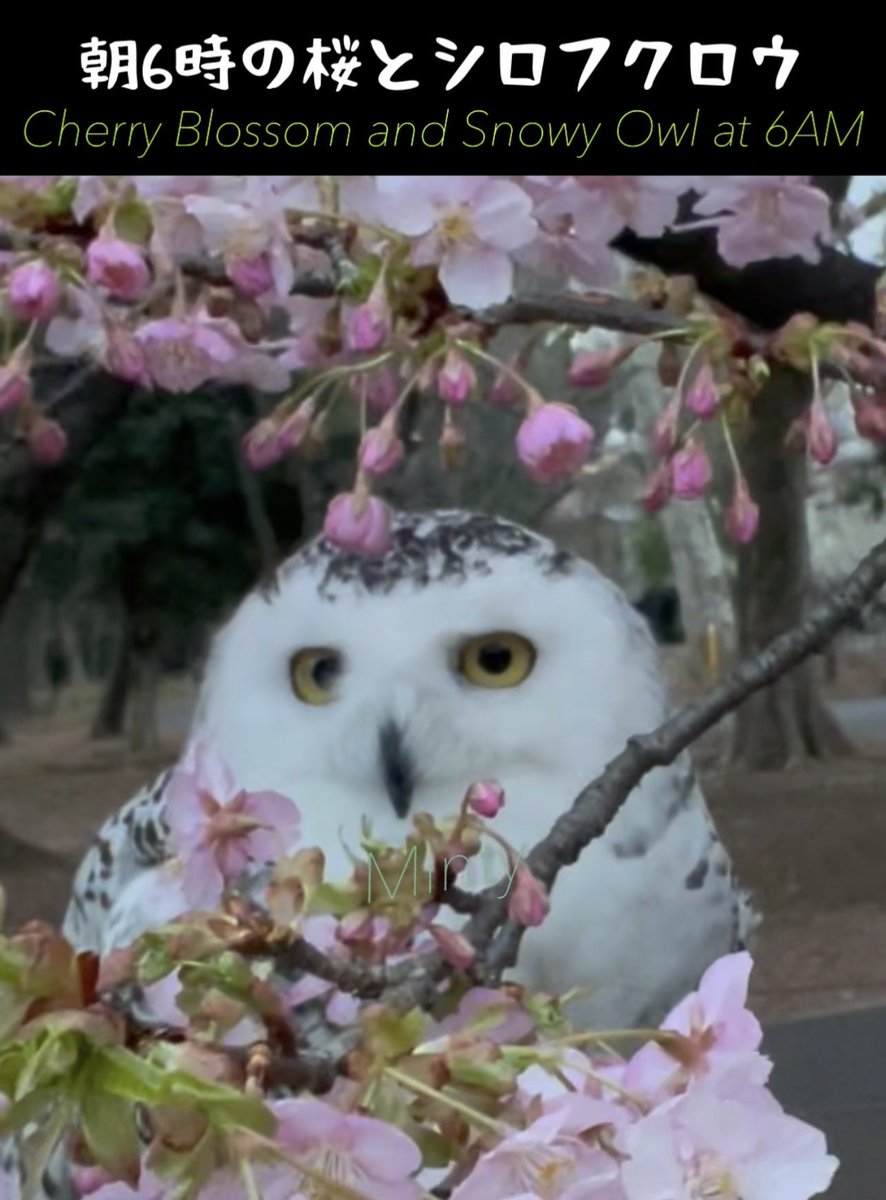 【YouTube】youtube.com/shorts/XLWgMQU…