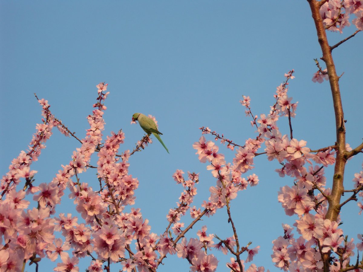 camelliakyoto's tweet photo. 🌰Almond (アーモンド)-
The flowers are very similar to sakura, but petals darken towards centre (they have a jasmine like aroma).

Only the leaves are gently stirred
By the soft breathing of the gale,
And in the almond-scented vale
The lonely nightingale is heard.
-Oscar Wilde. https://t.co/iXYGMar1KH