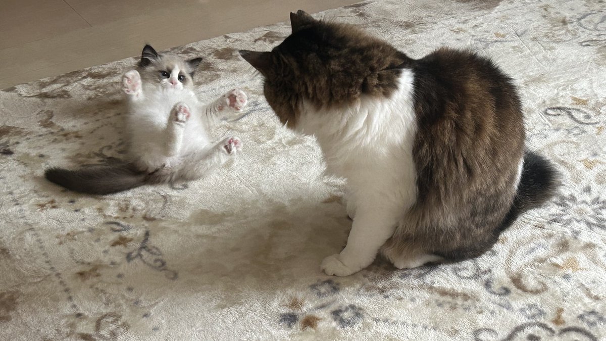 ふぶき❄️イッヌ🐕(S4) tweet media