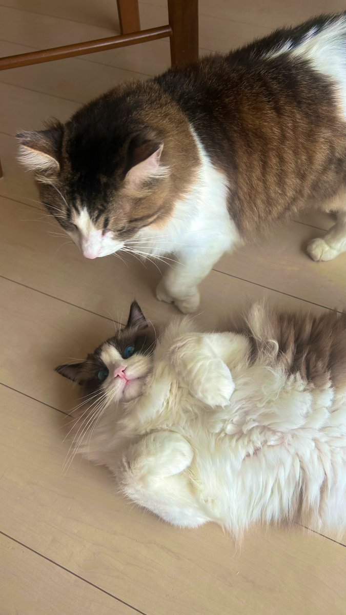 ふぶき❄️イッヌ🐕(S4) tweet media