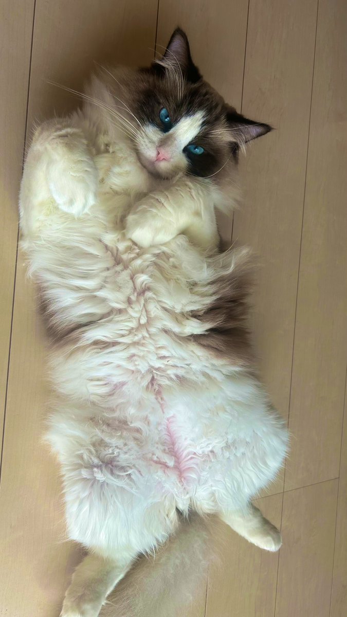 ふぶき❄️イッヌ🐕(S4) tweet media