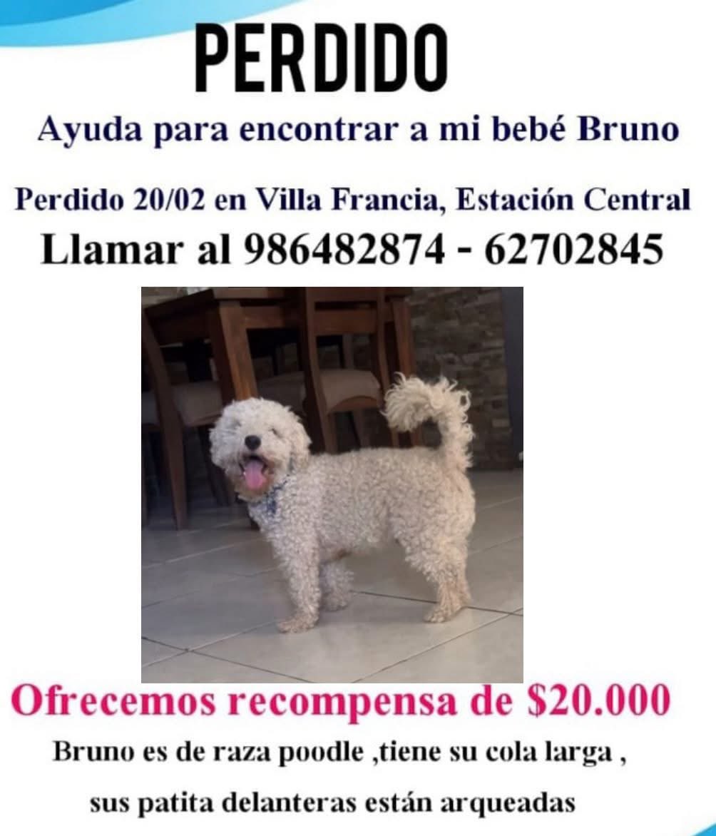 Perdido en #estacioncentral Villa Francia responde al nombre de bruno si lo ve retener y llamar al número de contacto rt