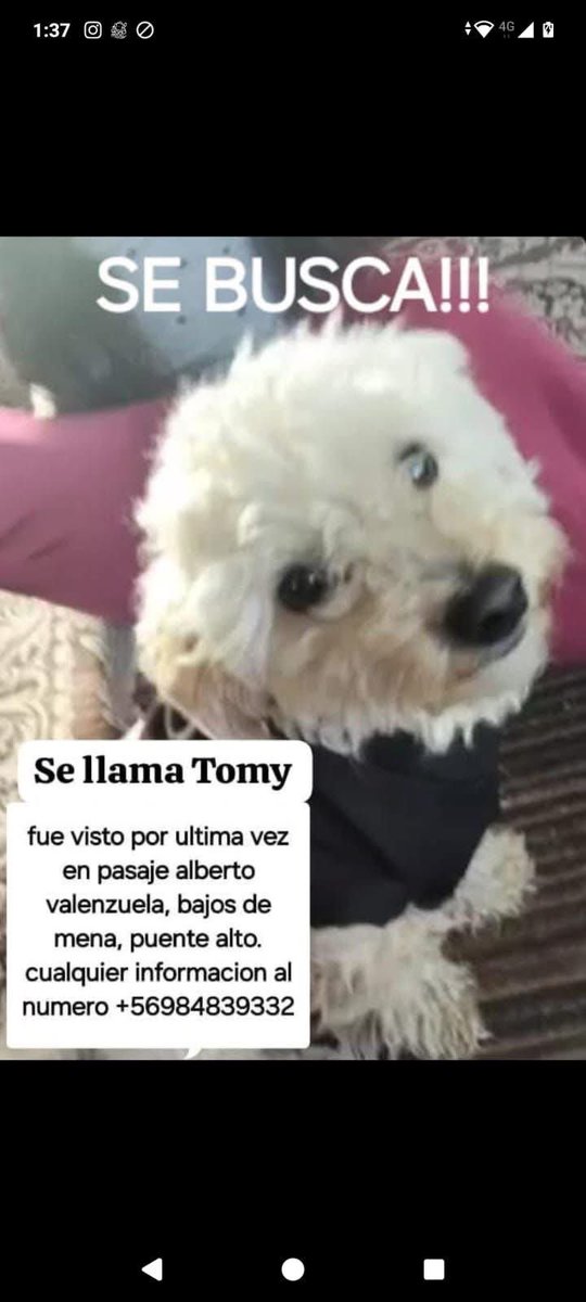 Responde al nombre de tomy bajos de nena #puentealto es tamaño pequeño , si lo ve rentar y llamar al número de contacto rt