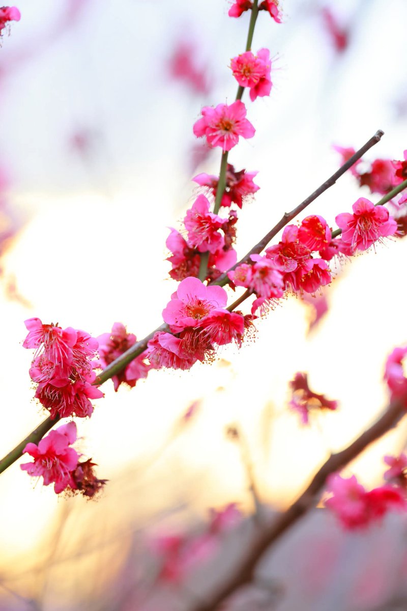 マルマル (@TGIMJcGPFppZZxP) / Posts / X