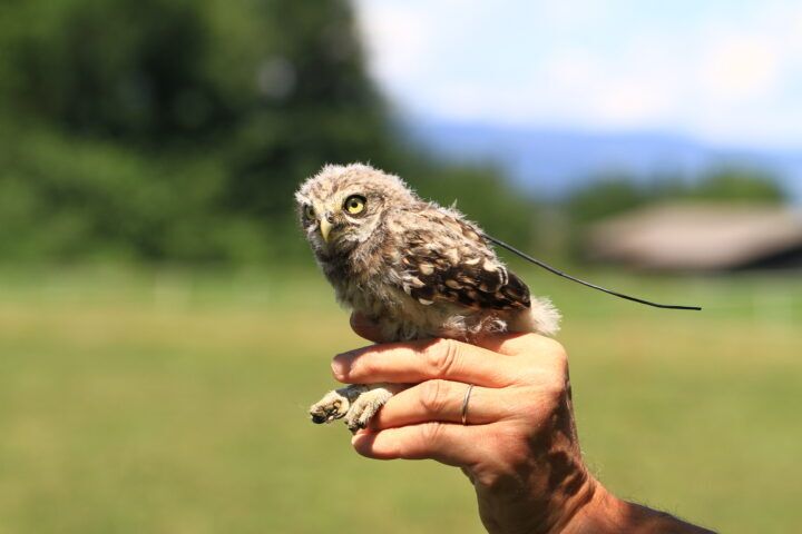 Steffen Oppel tweet media