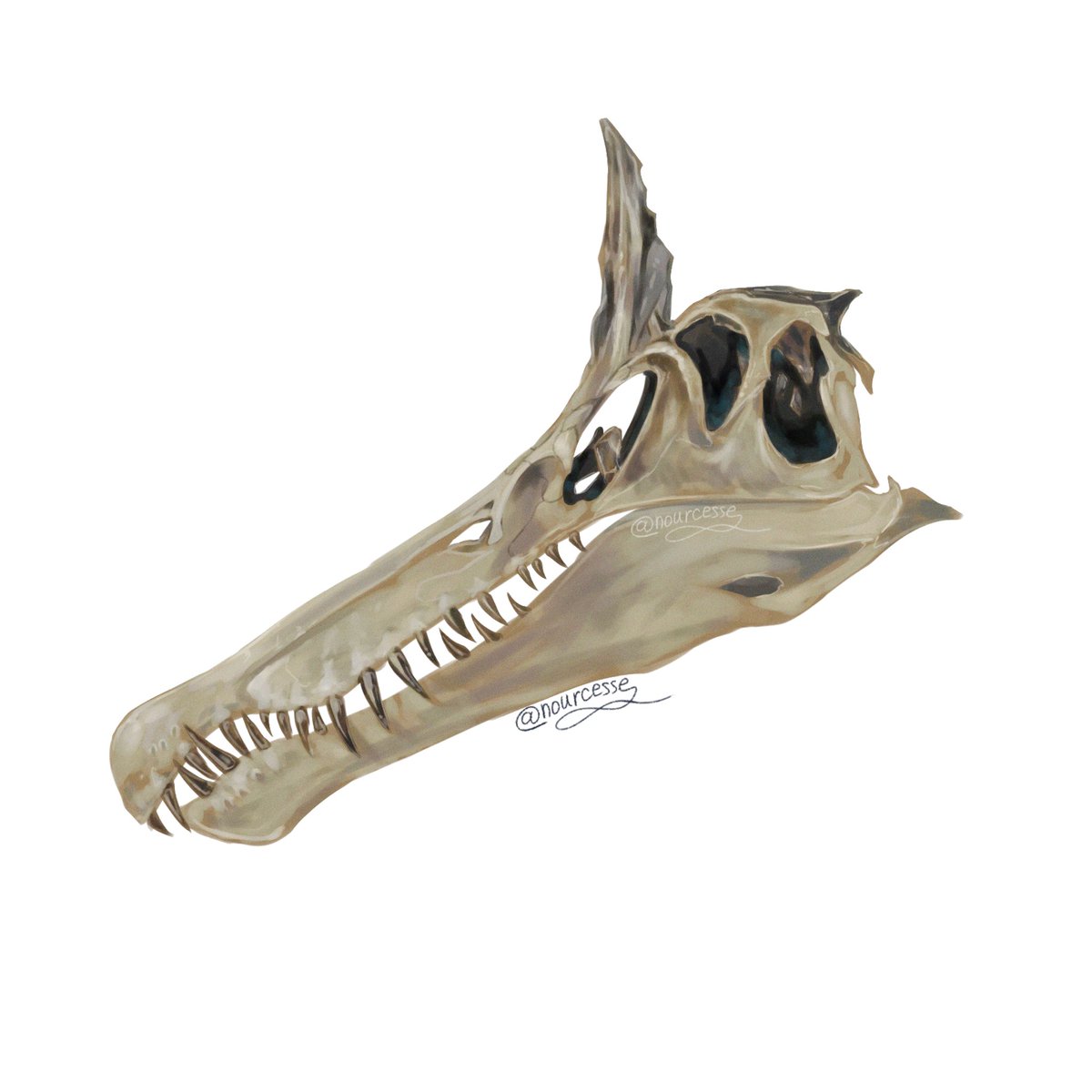 nourcesse's tweet photo. Spinosaurus Mirabilis skull in digital!!

#paleoart #dinosaurs #spinosaurus https://t.co/1eFXoGOdrd