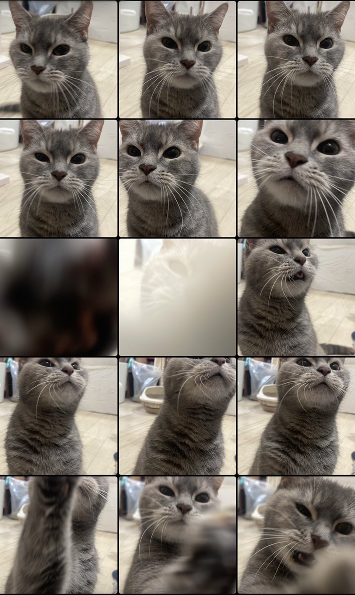 正面の写真撮ろうとしたけどじっとしてられない猫ちゃんだからiPhoneフォルダが可愛すぎることになった