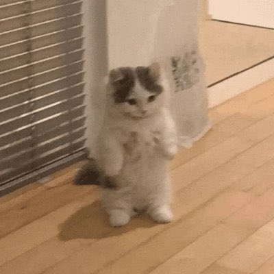 Just acquired 1 million $michi tokens before the migration tomorrow,

The cat still stands! 🐱 

I just instinctually got on tonight. 😂 

Timing was kinda crazy. 🔥 

Been super busy but glad to see we’re all holding for billions still.