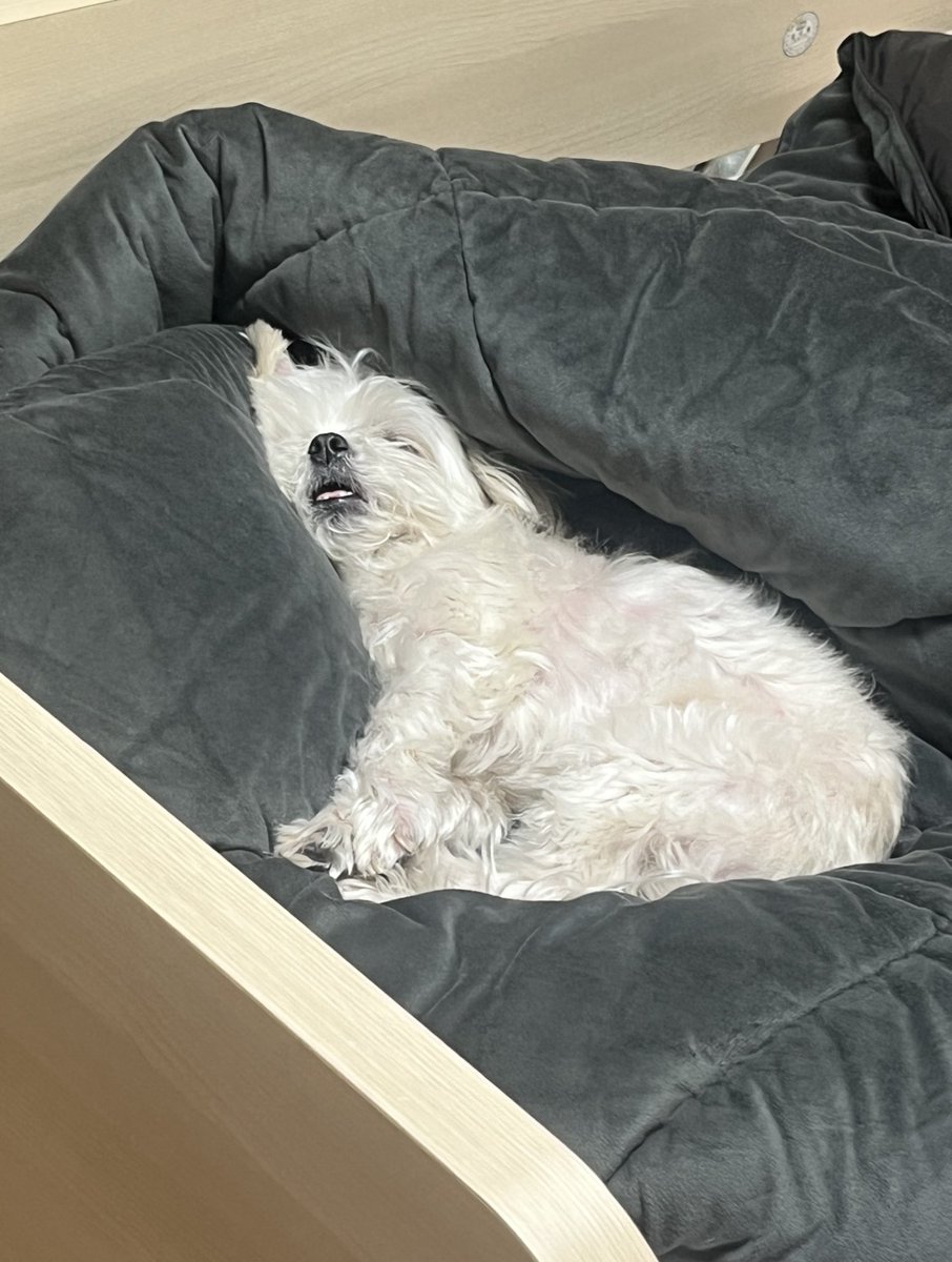 김체리 tweet media