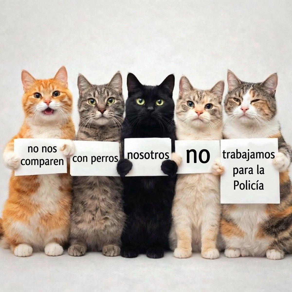Esos gatos locos tweet media