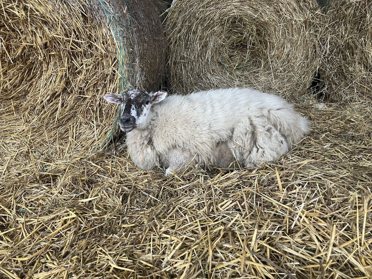 It’s Rubys birthday 🎈 She’s  1️⃣ 😱🥳