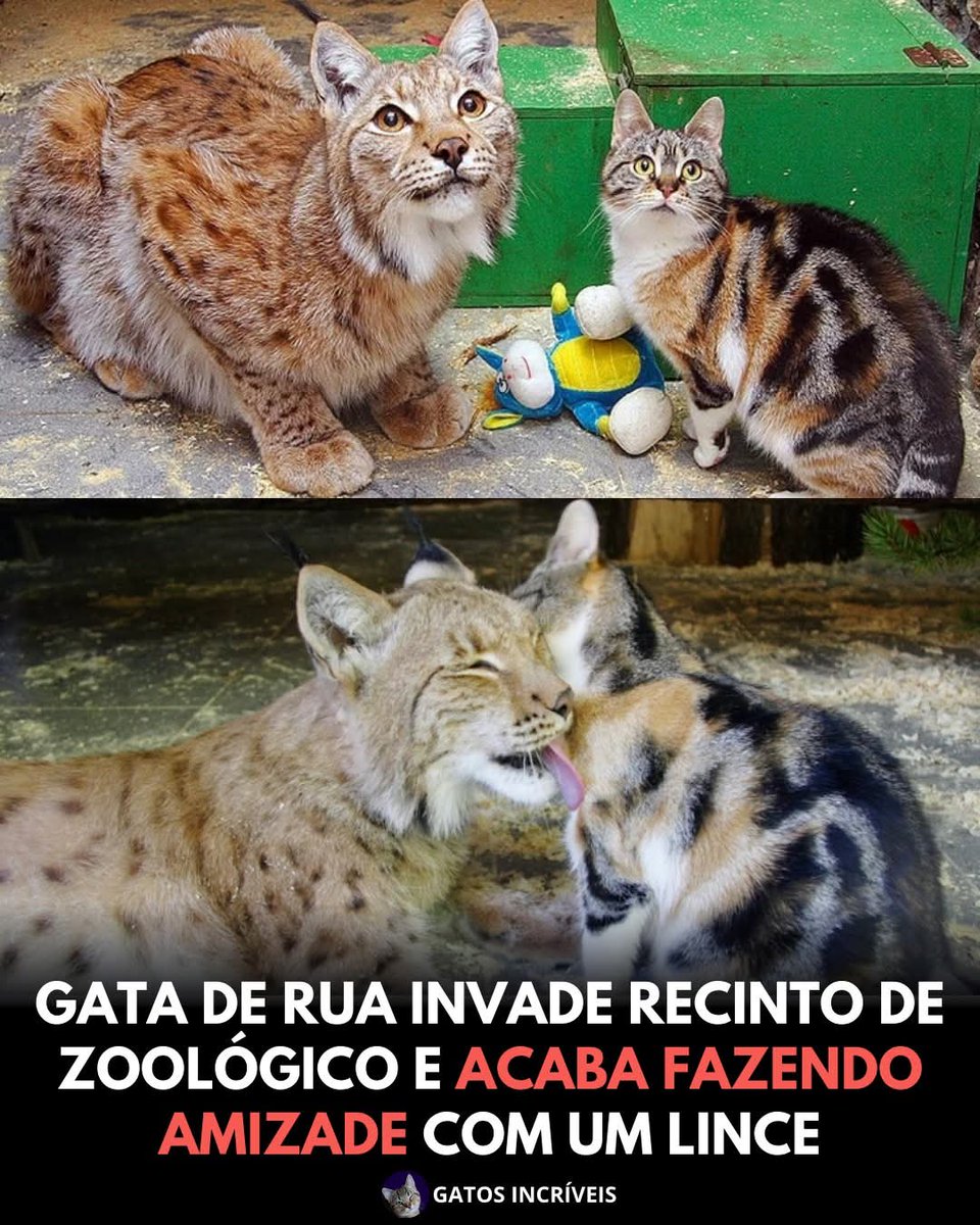 blognaointendo's tweet photo. No Zoológico de Leningrado, em São Petersburgo, uma gata de rua entrou no recinto de um lince-euroasiático em busca de abrigo e comida. O que parecia ser uma situação de risco acabou se transformando em algo inesperado.

Em vez de reagir com agressividade, o lince demonstrou curiosidade e tranquilidade. Pouco depois, os dois já dividiam o espaço, trocavam carinhos e até dormiam lado a lado.

A conexão foi tão forte que os cuidadores decidiram adotar oficialmente a gatinha e permitir que ela permanecesse ali, junto ao novo companheiro. A dupla passou a chamar a atenção dos visitantes.

A história viralizou como símbolo de convivência e confiança. Uma lembrança de que, às vezes, até na natureza, o inesperado pode dar lugar a laços surpreendentes.