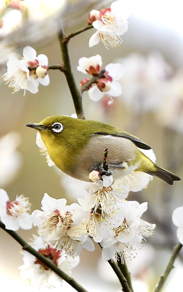 cancan （きゃんきゃん） (@cancan25888502) / Posts / X