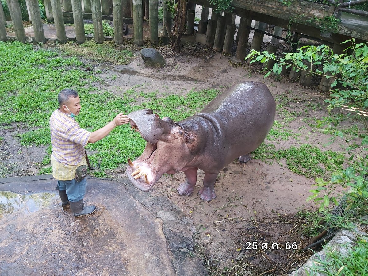 น้าเขียด หรือ สมพงษ์ สวัสดิ์นำ เป็นอดีตพี่เลี้ยงผู้ดูแล "แม่มะลิ" ฮิปโปโปเตมัสขวัญใจมหาชนอายุกว่า 60 ปี มานานกว่า 30 ปี ตั้งแต่สมัยสวนสัตว์ดุสิต (เขาดิน) จนย้ายมาสวนสัตว์เปิดเขาเขียว ความสัมพันธ์ของทั้งคู่เป็นเรื่องราวที่น่าประทับใจของคนกับสัตว์ที่ดูแลกันมาอย่างยาวนาน