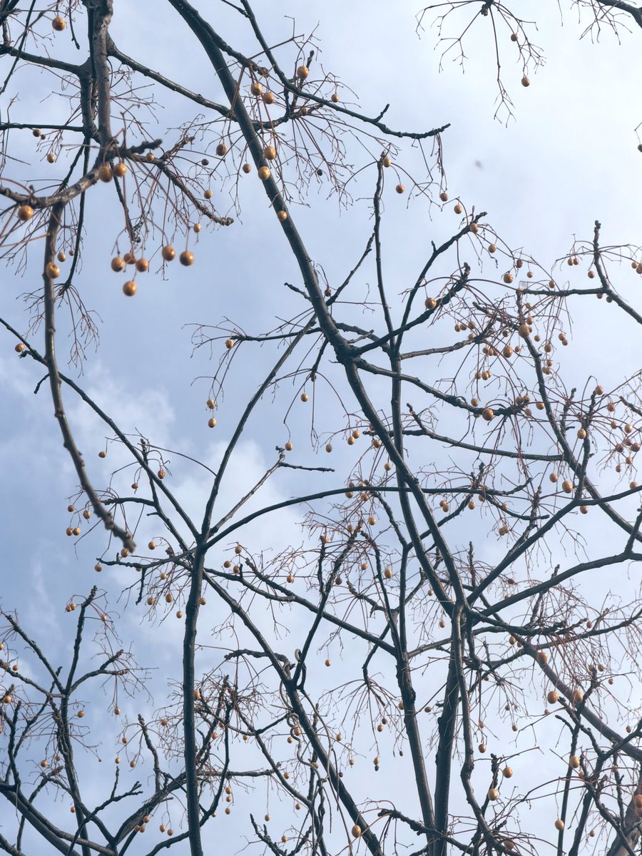 ゆうか™🤍 (@uka_1oo) / Posts / X