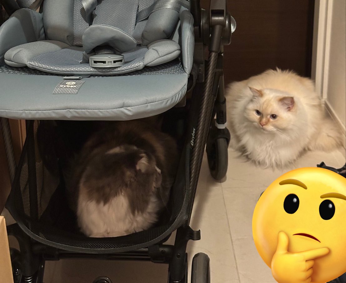 com__kina's tweet photo. きなこ「あの次ぼくの番…」
こむぎ「だめです」
#猫のいる暮らし #ラグドール
#スコティッシュフォールド 
#気付いたら入ってる 
#ベビーカー #サイベックスメリオ https://t.co/zCL5R4JeAB