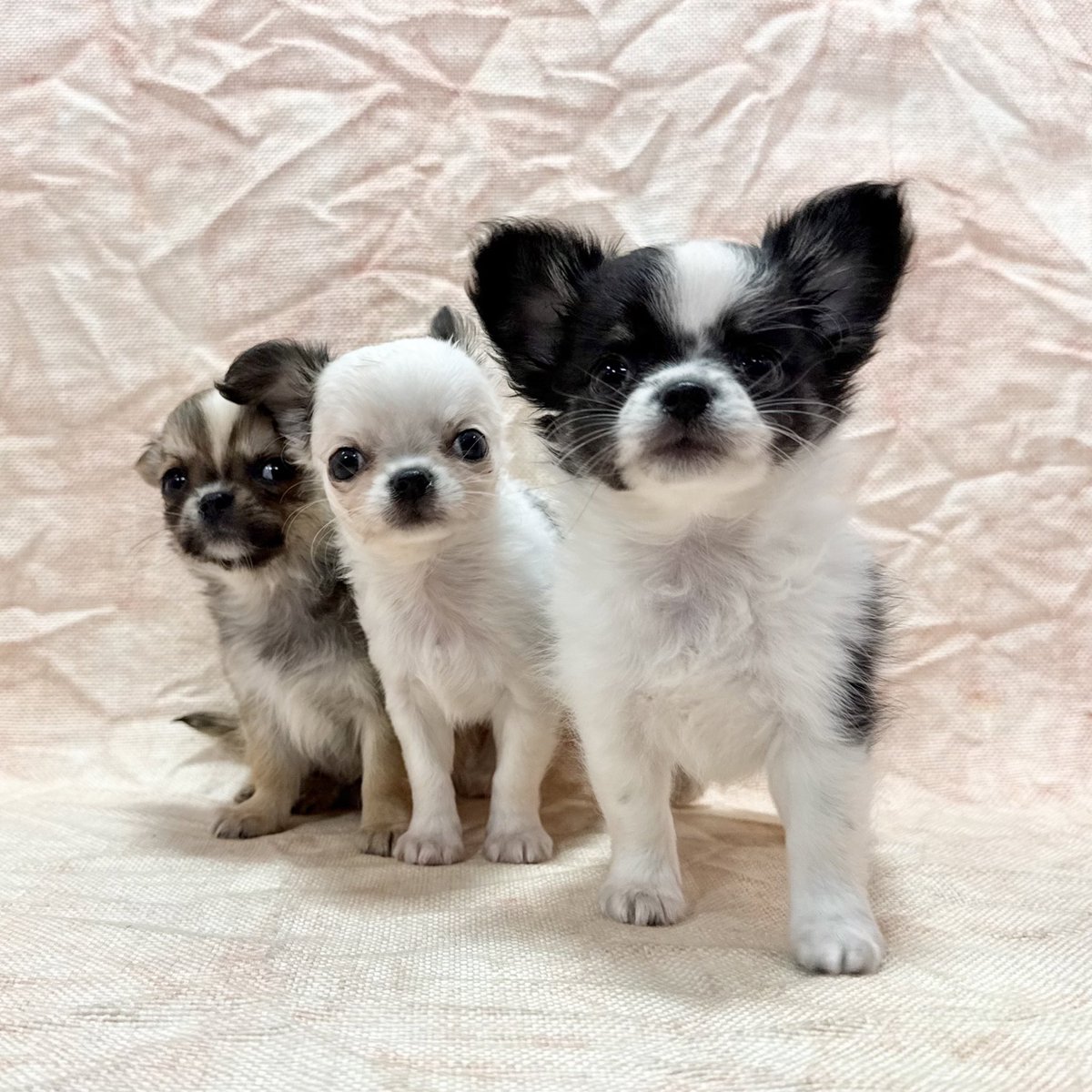 🆕#ZOO 仲間入り🐶 #ロングコートチワワ 12月21日生まれの3兄弟＆ 12月