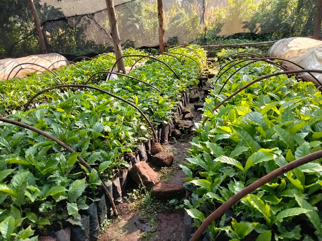 Silver Kayondo tweet media