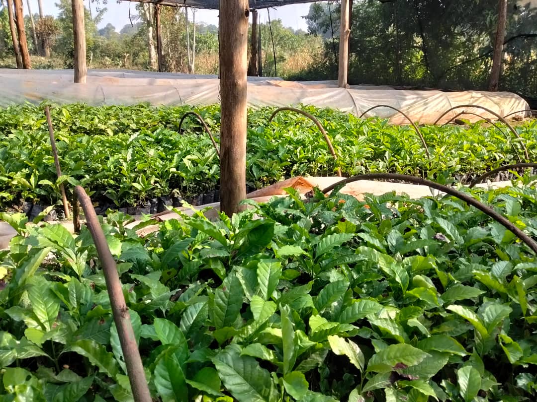 Silver Kayondo tweet media