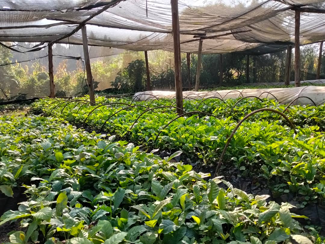 Silver Kayondo tweet media