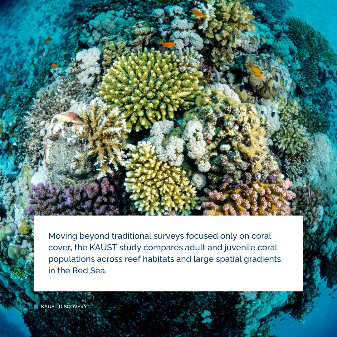 KAUST BESE tweet media