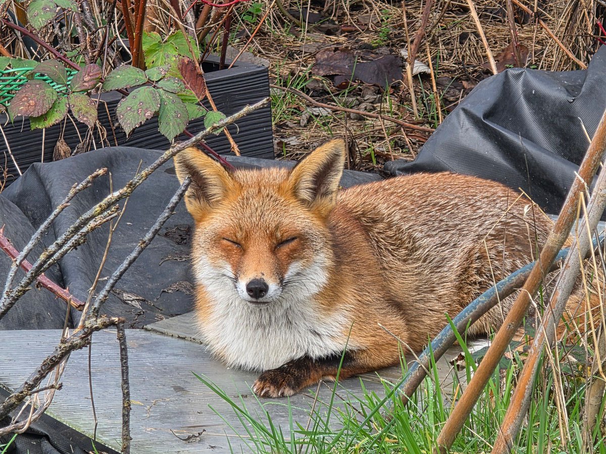 Chris Packham tweet media