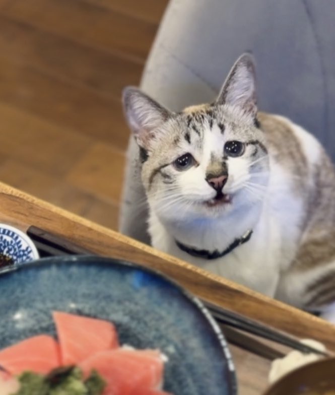 あんこともなか🐾充電ねこ (@cat_anko3) / Posts / X