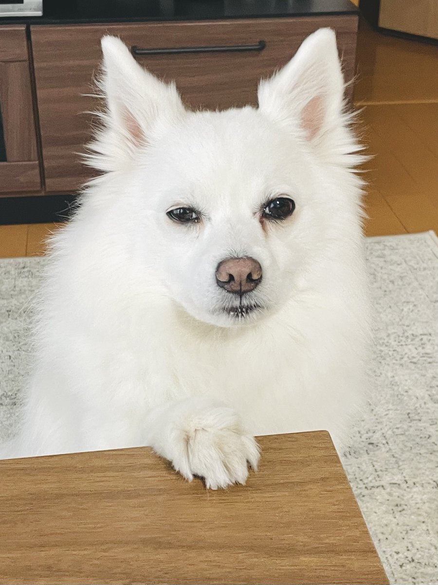 おやつくれの圧がっょぃ