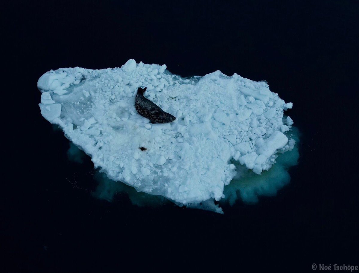 Polar POD Expédition tweet media