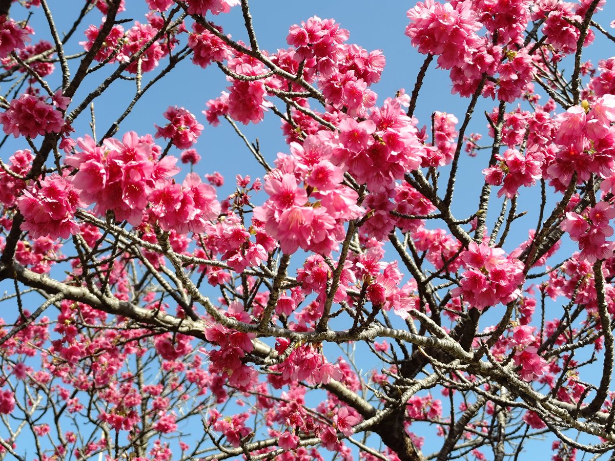 ajanii3's tweet photo. 先日の皇居ランにて
竹橋過ぎの上り坂脇の寒緋桜も咲き始めましたね。
3枚目以降はは那覇で見た寒緋桜。 https://t.co/7QkFt0ort2