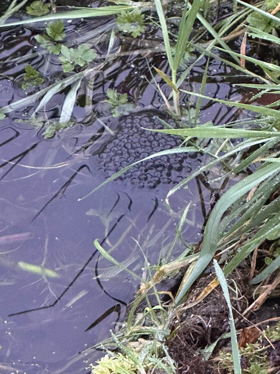 First clump of frogspawn