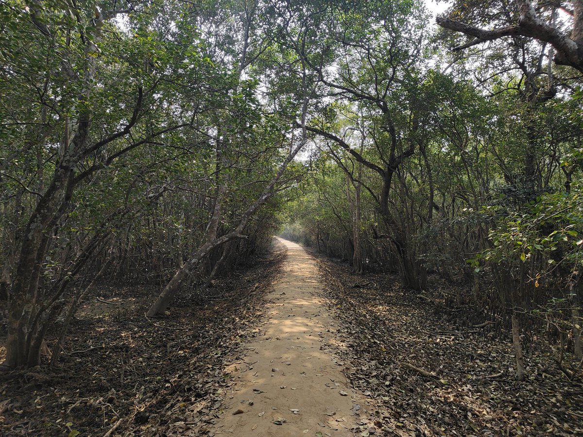 sethymilankumar's tweet photo. BHITARKANIKA NATIONAL 
PARK🌴 @odisha_tourism @ForestDeptt  @KendraparaIN 
#bhitarkanika2026 https://t.co/pPIXuwVgtt